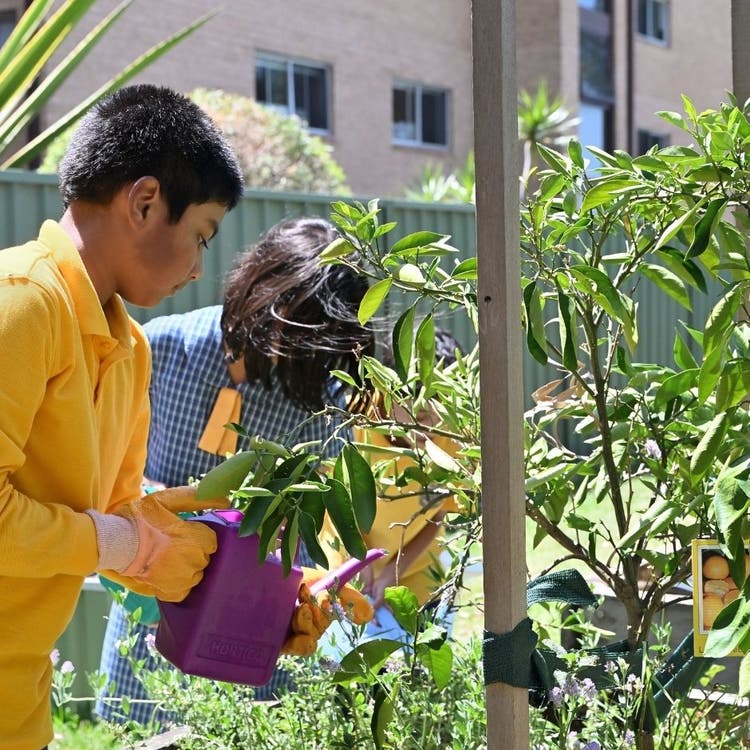Two students are watering plants with a watering can in the school garden beds.